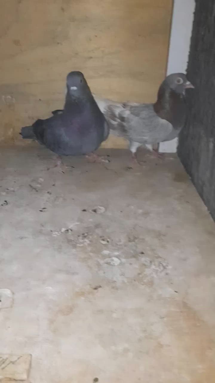 متاح حمام ملأت تعزيله لبيع اخر 3ازواج
الله شاهد علية الحمام الياخذة ما يخسر 
مكاني بلبصرة بلاصمعي الجديد وليريدهن يجي خاص ويدالل


**إذا كنت صاحب هذا الإعلان وتريد حذفه لأي سبب، رجاءا أرسل رسالة إلى الدعم الفني**