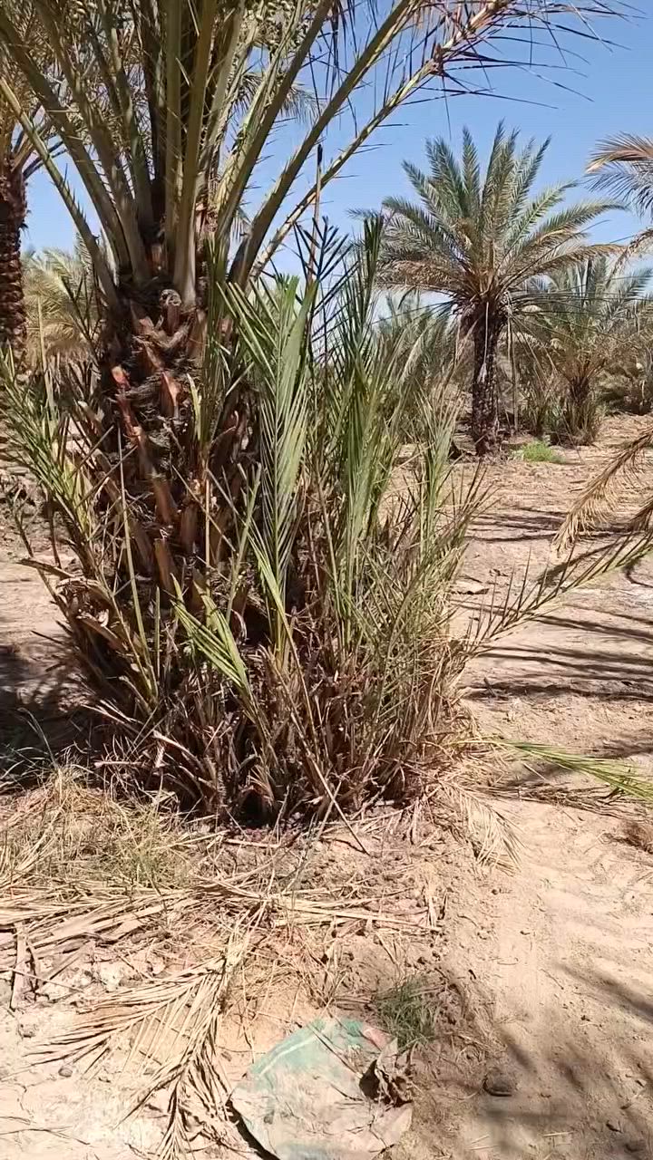 بستان مساحه دونم عقد زراعي يحتوي على 30نخله حماله يتوفر جميع الخدمات كربلاء طريق نجف خلف جامعة العميد على طريق الرووفه جديد لاستفسار الاتصال ***********////***********.
