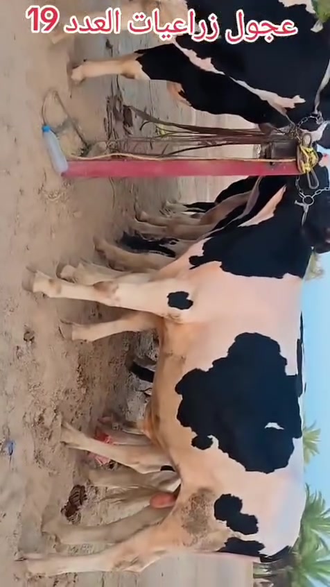 اللهم صلي على محمد وآل محمد عجول هوالشتاين درجة اولى يرهمن رباط #العدد19
 
 كلهن كصه وحدة رتفاع 7بلوكات

العنوان بابل .شوملي    *********** واتساب 
                               
                               ***********
تريد تعرف سعر اكتب تم
