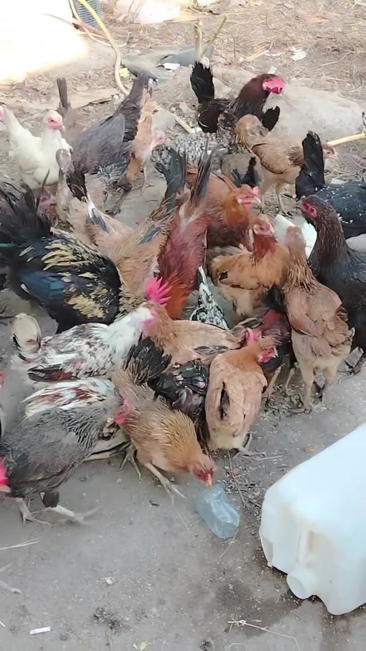 سلام عليكم متاح دجاج  اكوي شنو تريد موجود وسعار مناسبه جوه سوك  اكويتي وبورسلين وعرب
وهذا رقمي *********** متواجد ع خاص
