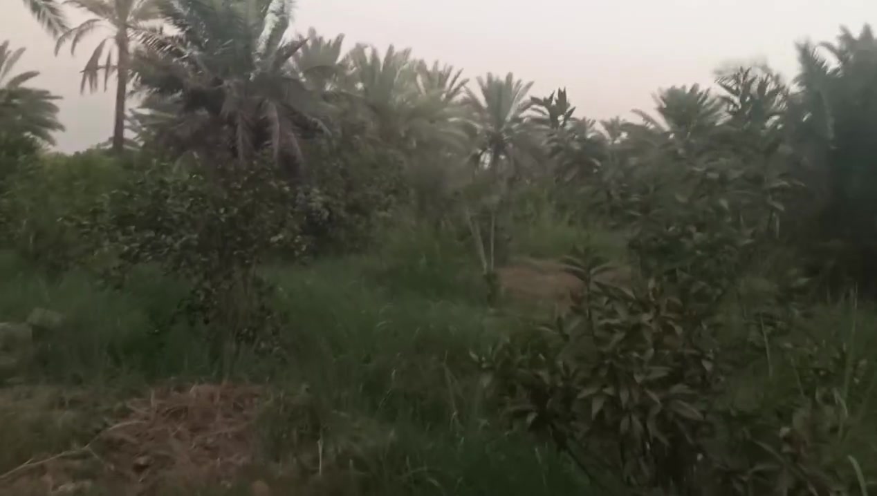 سلام عليكم يتوفر 4 دوانم طابو سند 25 تحويل ثاني يوم بسم المشتري العنوان المدائن الجعاره يبعد عن نهر دجله 500 متر
بستان كامل كافة الحمضيات ونخيل بنواعه العلم ممنطقه بساتين قمت الجمال ومنظرالطبيعي تفاصيل الاتصال وبيك خير ودلل بدارة أبو فهد العيساوي ***********
سعر دونم الواحد 200 وبي مجال حك الجيه
