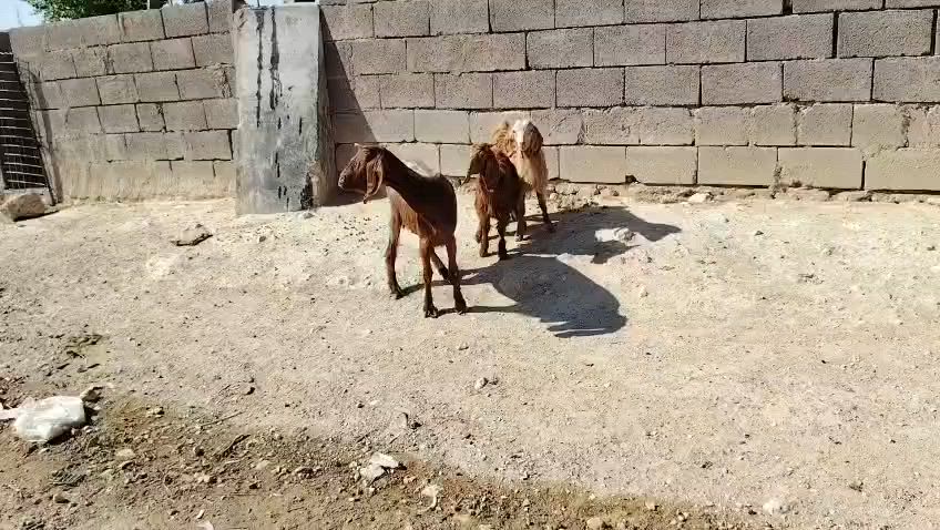 بسم الله ماشاء الله تبارك الرحمن 
متاح جذعه ثاني بطن وراه توم جدايه ذكوره لعنز غرزت بين عشاره فوك ضناها مانطيك ضمان عن لمفاشل شرط نصاح سن وشطر وعلاكل عيب عنز طيبه سعر فقط 465 مكان الانبار حديثه *********** وبي واتساب
