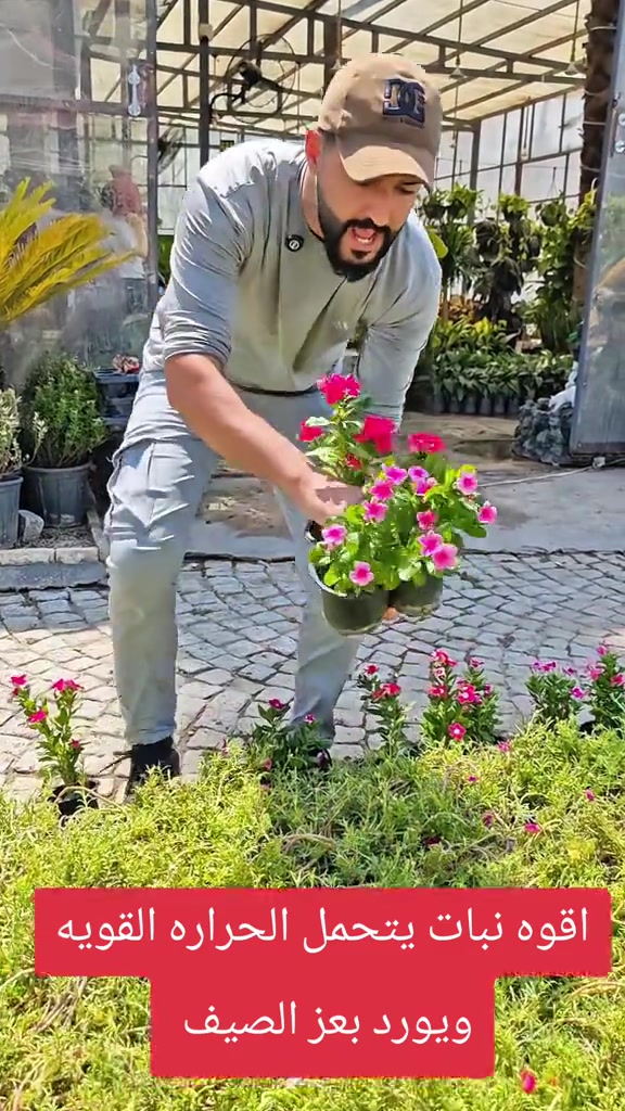 أقوه نبات يتحمل الحراره القويه وبعز الصيف يورد عندك اليوم بفرعنه الثاني مشتل عابد فلور الموقع بغداد شارع النضال بصف كنيسه السبتين للاستفسار *********** #abed_flower #شعب_الصيني_ماله_حل😂😂 #افكار #نباتات #العراق 

