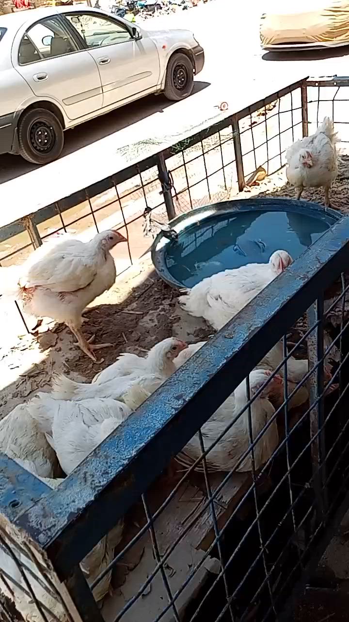 محل دجاج للبيع ايجارها 125 الاغراض بي هلاسه . ومبرده وحده. ودبه غاز  وقفص نايلون 3 وقفص حديد ومذبح. وماطور   وسطوله  ومطوه  مكانه السكان صناعي  نزله بانزين خانه  بيع بسبب ضرف  رقمي *********** مكان تجاري وحلو سعر  مليون ونص
