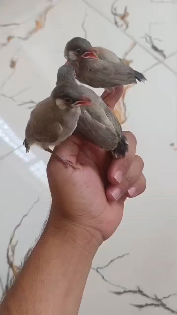 للبيع مفرد  25قفل 
اذا كلهن علا 20الواحد قفل  
/صويره طريق المطار /


**إذا كنت صاحب هذا الإعلان وتريد حذفه لأي سبب، رجاءا أرسل رسالة إلى الدعم الفني**