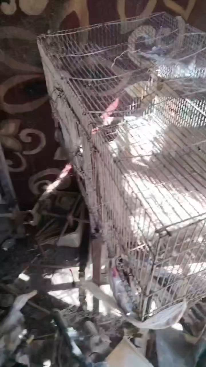 قفص ب١٠


**إذا كنت صاحب هذا الإعلان وتريد حذفه لأي سبب، رجاءا أرسل رسالة إلى الدعم الفني**