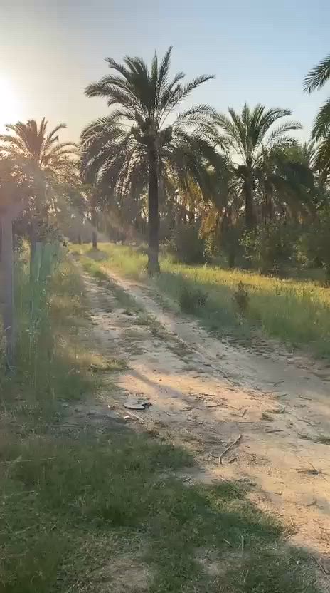 يا الله بستان البيع طابو تحق تصرف اربع دونم مكان بغداد فلكت سلمان باك شارع سيد علي  شراي يتصل ***********
