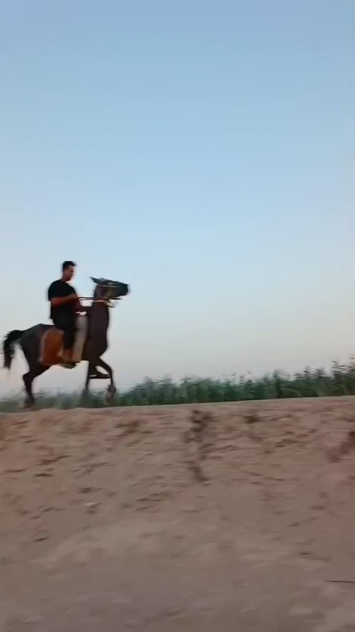 السلام عليكم من رخصة مدير الكروب المحترم خيالتنه العزاز فلو عربي للبيع العمر ٣ سنوات اارتفاع ١٤٩ خياله خير من الله
باقي التفاصيل ألاتصال علا الرقم //***********// متواجد واتساب @
السلام عليكم من رخصة مدير الكروب المحترم خيالتنه العزاز فلو عربي للبيع العمر ٣ سنوات اارتفاع ١٤٩ خياله خير من الله

