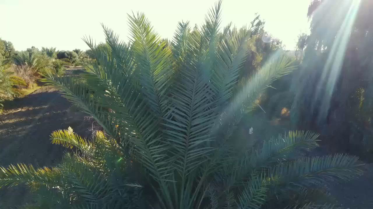 ارض زراعيه ١٥٠ دونم عقد زراعي ٢٥ 
من ضمنها بستان ١٥ دونم 

مع وجود حقل دواجن ياخذ ١٠ الف
التواصل وتساب 
***********
