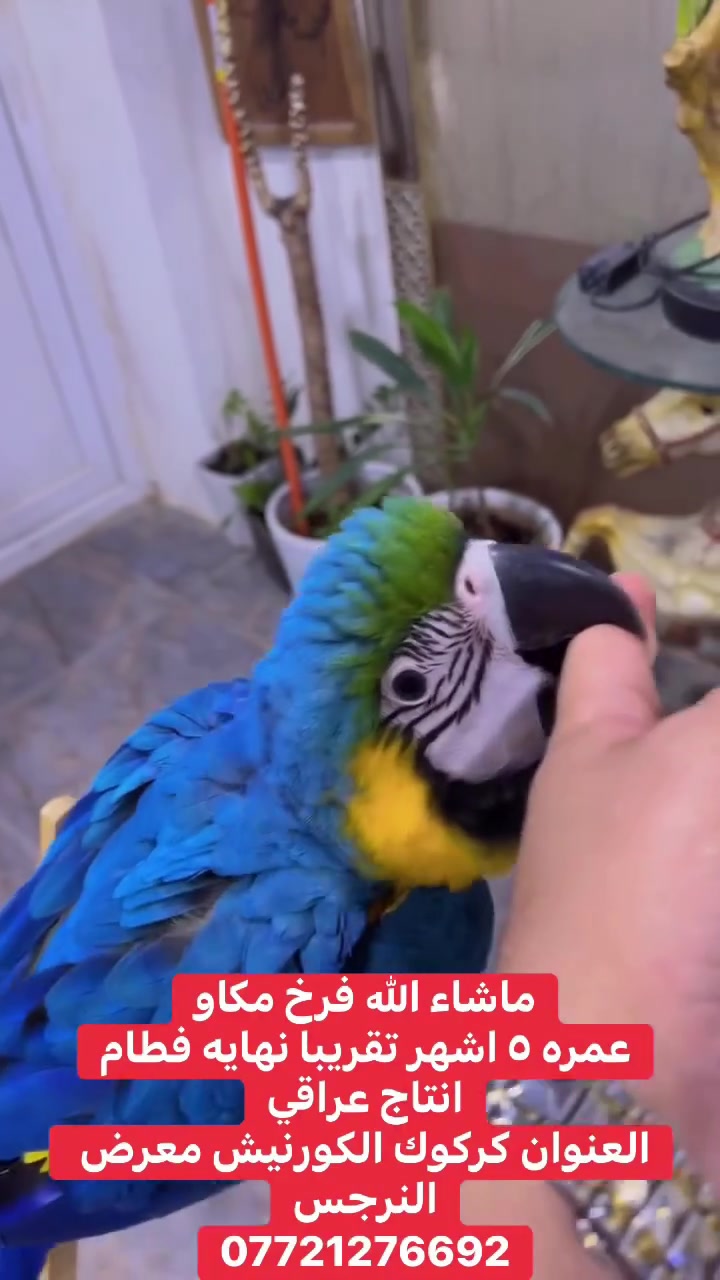 ماشاء الله تبارك الرحمن. مكاو  فرخ نهايه فطام انتاج عراقي عمره ٥ اشهر العنوان كركوك الكورنيش معرض النرجس
***********
