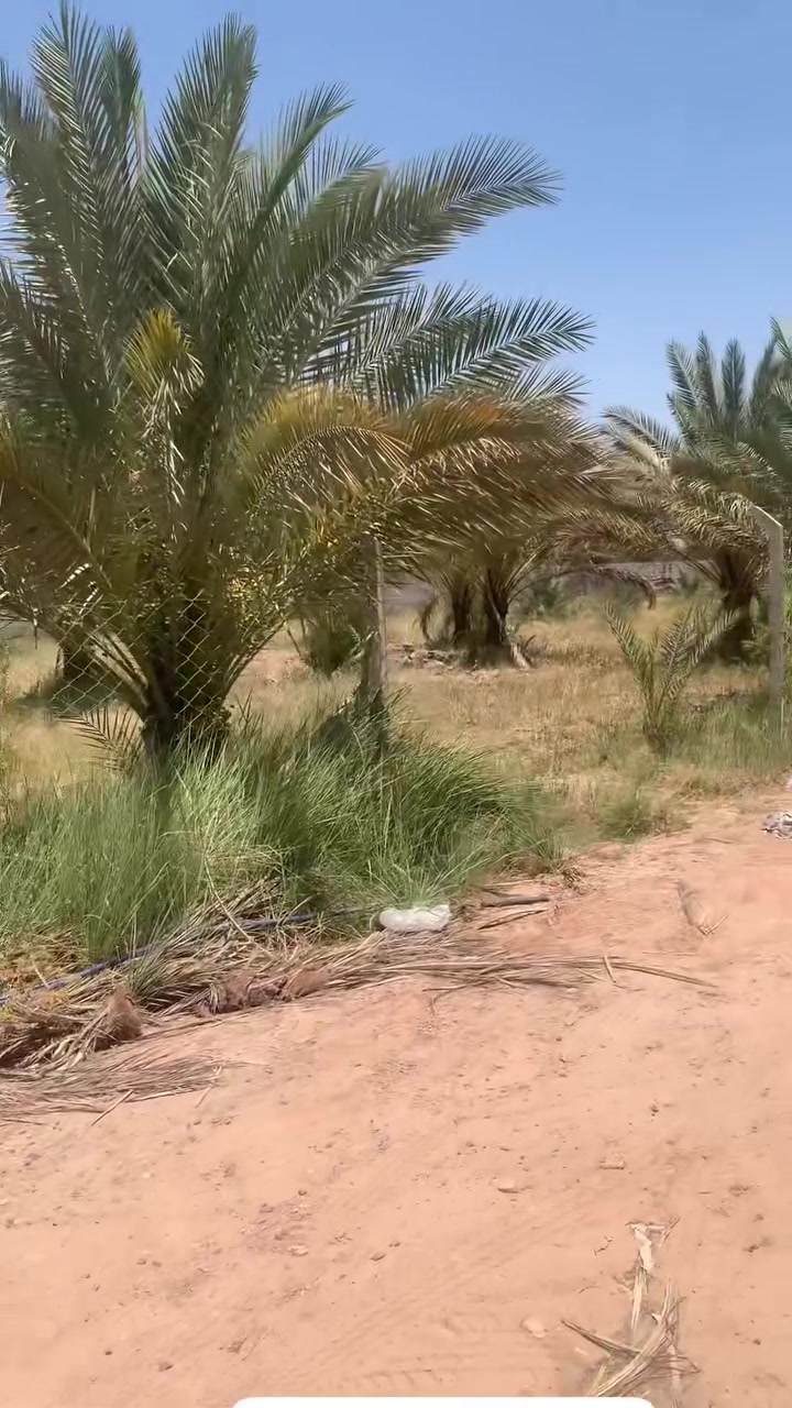 دونم ونص طابو زراعي سند 25

مغروس نخيل وبعض الاشجار 
محدد بسياج بلوك ارتفاع 3 متر 

طريق بغداد سايد الدخول 
منطقه الصافيه يبعد عن طريق بغداد كيلو ونصف
كافه الخدمات ماء كهرباء
يبعد عن التبليط تقريبا 100 متر 
عرض الطريق الفرعي 8 متر 
تحويل مباشر من قبل صاحب الارض
هاتف ***********
