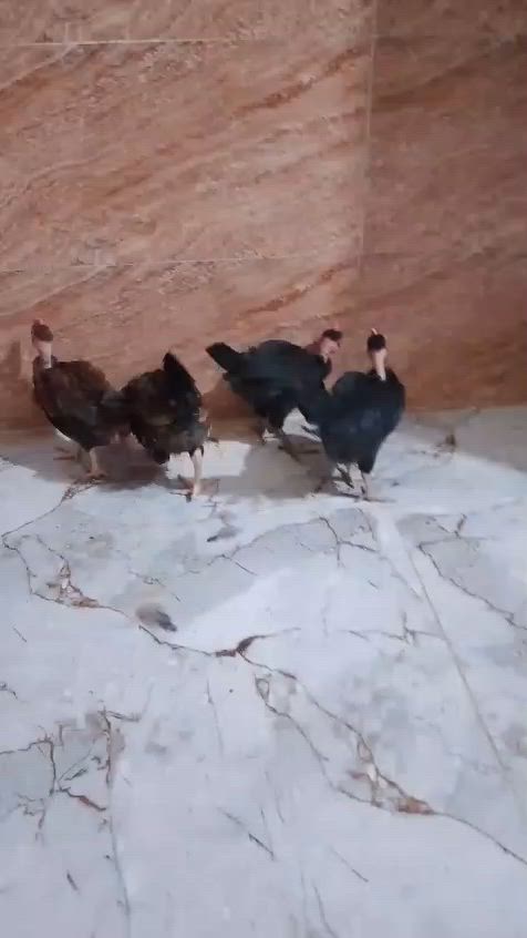 افراخ دجاج العمر 3  اشهر للبيع العدد 6 ازواج كل زوج ديج ودجاجه سعر الزوج 14 وبي مجال للشراي المكان الهوير


**إذا كنت صاحب هذا الإعلان وتريد حذفه لأي سبب، رجاءا أرسل رسالة إلى الدعم الفني**
