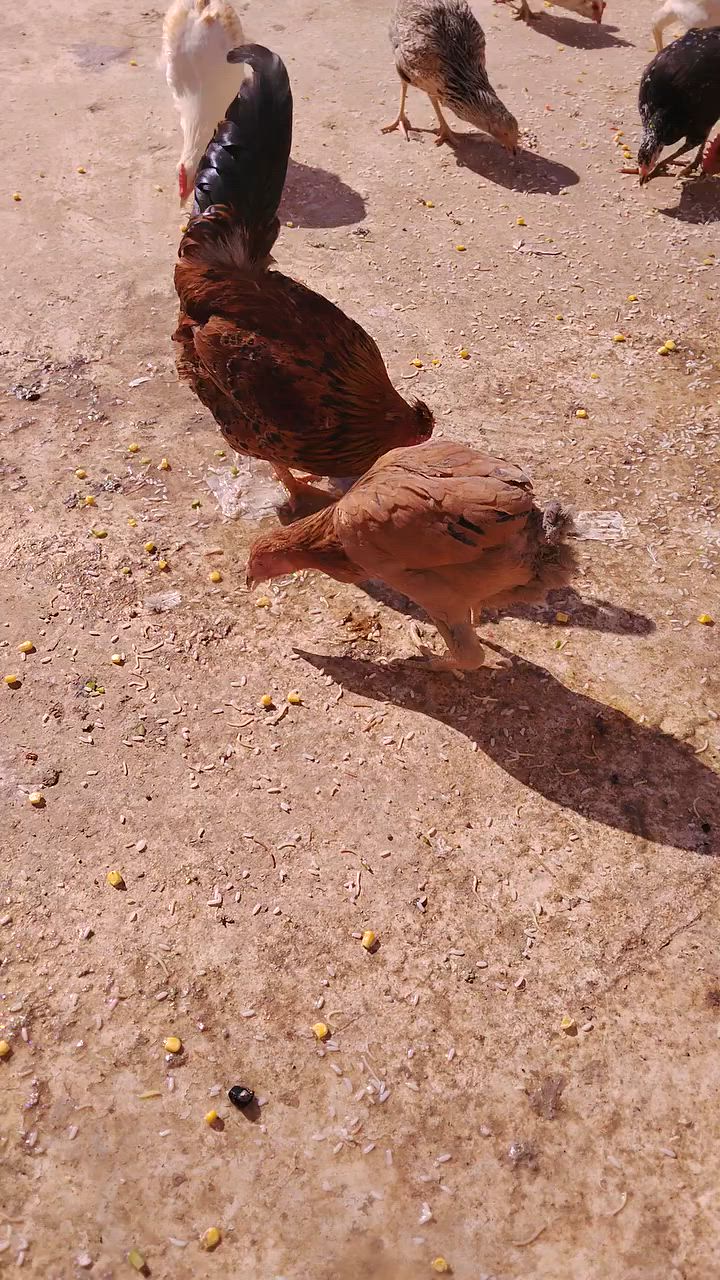 بار وباروكن بو فروشتن شوينم لة كةلارة


**إذا كنت صاحب هذا الإعلان وتريد حذفه لأي سبب، رجاءا أرسل رسالة إلى الدعم الفني**