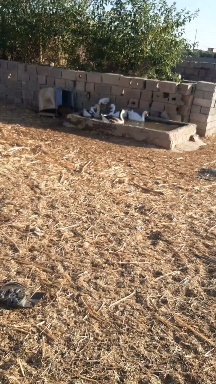 السلام عليكم وز كوبرا للبيع عددهن ١٤ سعر الزوج ٤٥ بيهن مجال
وفروخهن عددهن ٦ الواحد ١٥
مكاني تكريت قرية المحزم للإستفسار مراسلتي عل خاص او اتصال ***********
