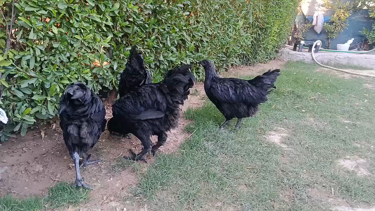باڕو باڕۆکی استرۆلۆب اصلی بەزەمان تەمەنیان نزیک 7مانگە
ساغ و تەندروست نزیکە 70دانەیە 
بۆفرۆشتن  بەتاک و کۆ 
کەمتر لە 5دانە نافرۆشین 
جوتی 40هەزار  شوێن کەلاڕ


**إذا كنت صاحب هذا الإعلان وتريد حذفه لأي سبب، رجاءا أرسل رسالة إلى الدعم الفني**