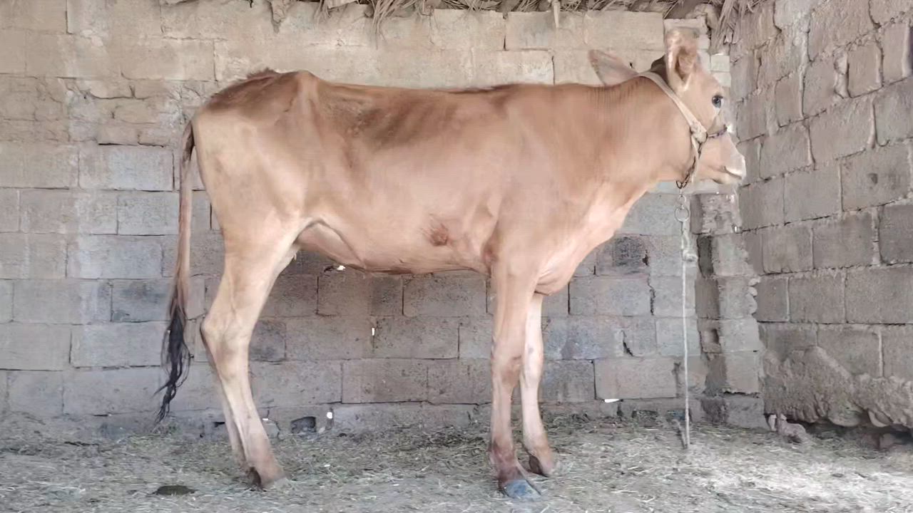 باجير 2 خشنات مال جناي للبيع السعر مليونين و 275


**إذا كنت صاحب هذا الإعلان وتريد حذفه لأي سبب، رجاءا أرسل رسالة إلى الدعم الفني**