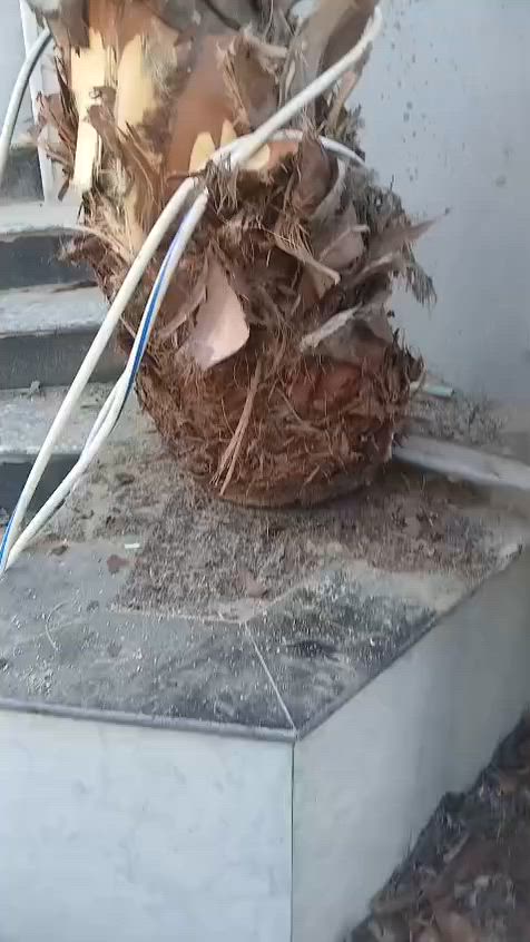 شغل اليوم حدقجي
  نعمل الحدايق بسعار مناسبه تنضيف الحدايق تقليم كافه انواعه الاشجار التواصل ع رقم *********** ورقم بي واتساب
