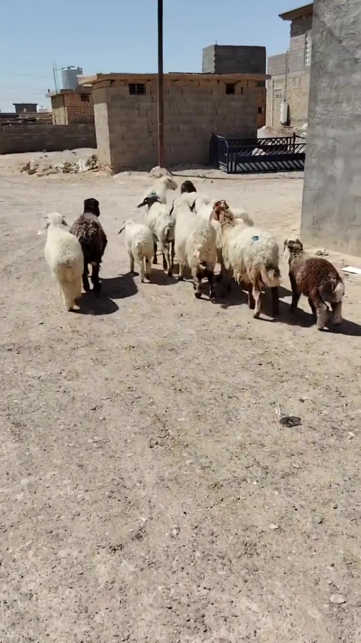 سلام عليكم رغايث عدد 7 وراهن 6 خرفان وفطايم ثنين سعر زوج 820 وبيهن مجال شرط سن وشطر ونصاح 
*********** مكاني حديثه
