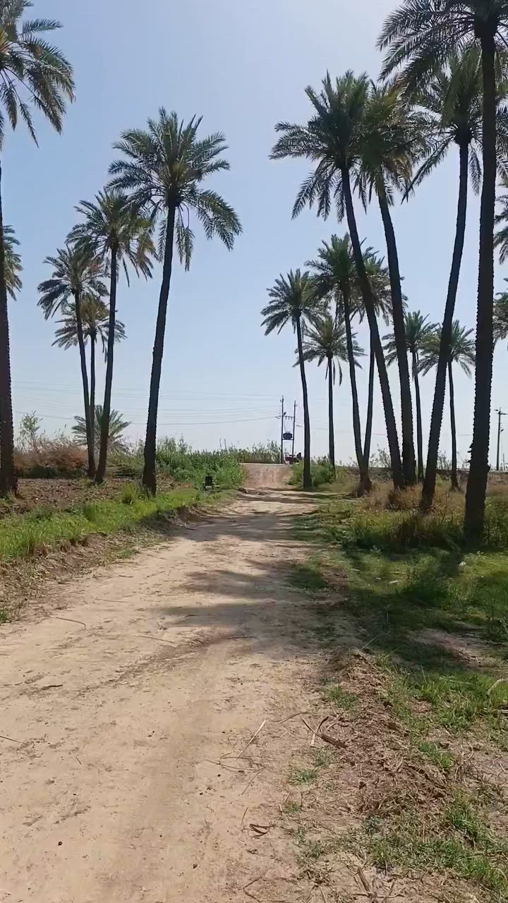 يالله سلام عليكم نصف دونم طابو سند ٢٥تحويل باسم المشتري خدمات كامله مشجر نخل بالكامل ثاني قطعه من نهر دجله العنوان المداىن منطقة الجعاره للاستفسار الاتصال على ***********
