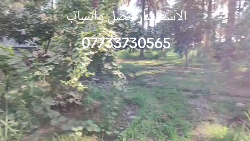 بستان دونم وربع للبيع في كربلاء منطقه الحسينيه شارع الشاهر  البستان مباشر على التبليط  يحتوي على دار  مساحه 200  متر  مع ثلاثه غرف نوم  صاله استقبال ومطبخ مع صحيات مع حديقه خارجيه    يبعد عن الامام ع    15 كيلو   تفاصيل اكثر  *********** *********** ***********  يوجد واتساب
