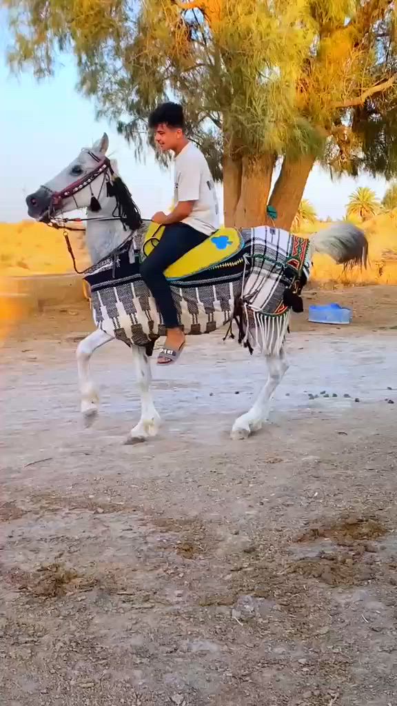 .. السلام عليكم  حصان وذنان رقم واحد  عمره3ارتفاع152  حصان راقي بلخياله والاستعراض مكفول من كل عيب سعره 750   استفسار  
 ‏‪***********
***********
واتساب موجود
