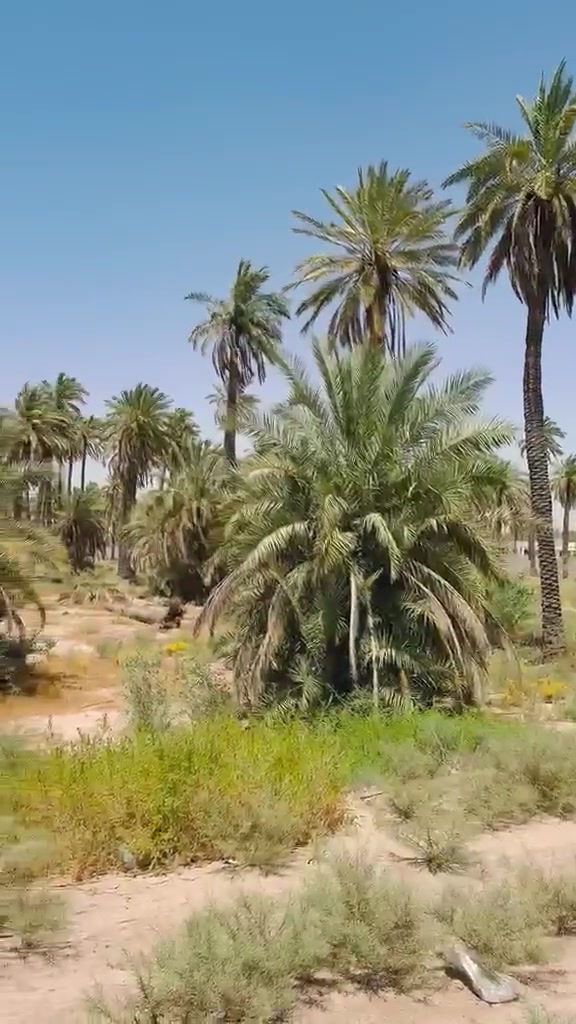 يا الله 
السلام عليكم 
#دونم وجهه سده #وشاطيه نوع السند #ملك صرف العنوان بغداد #المدائن شارع سيد علي الاستفسار #الاتصال ***********
