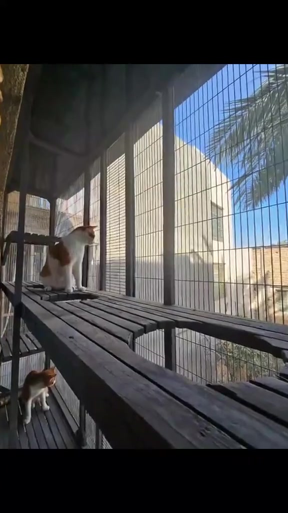 السلام عليكم ورحمه الله وبركاته نشتغل كافه الاعمال النجاره وان عندنا نقل وشد فتره تركي عراقي كافر وكافه الديكورات واعمال الفنيه والاستفسار ارقامنا موجوده ***********
