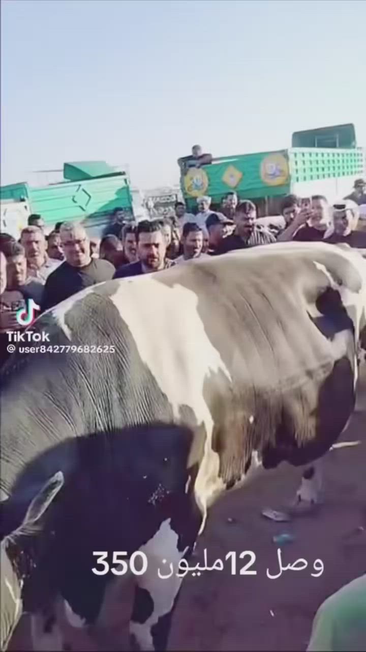#الديوانية هذا العجل سعر 12مليون و350


**إذا كنت صاحب هذا الإعلان وتريد حذفه لأي سبب، رجاءا أرسل رسالة إلى الدعم الفني**