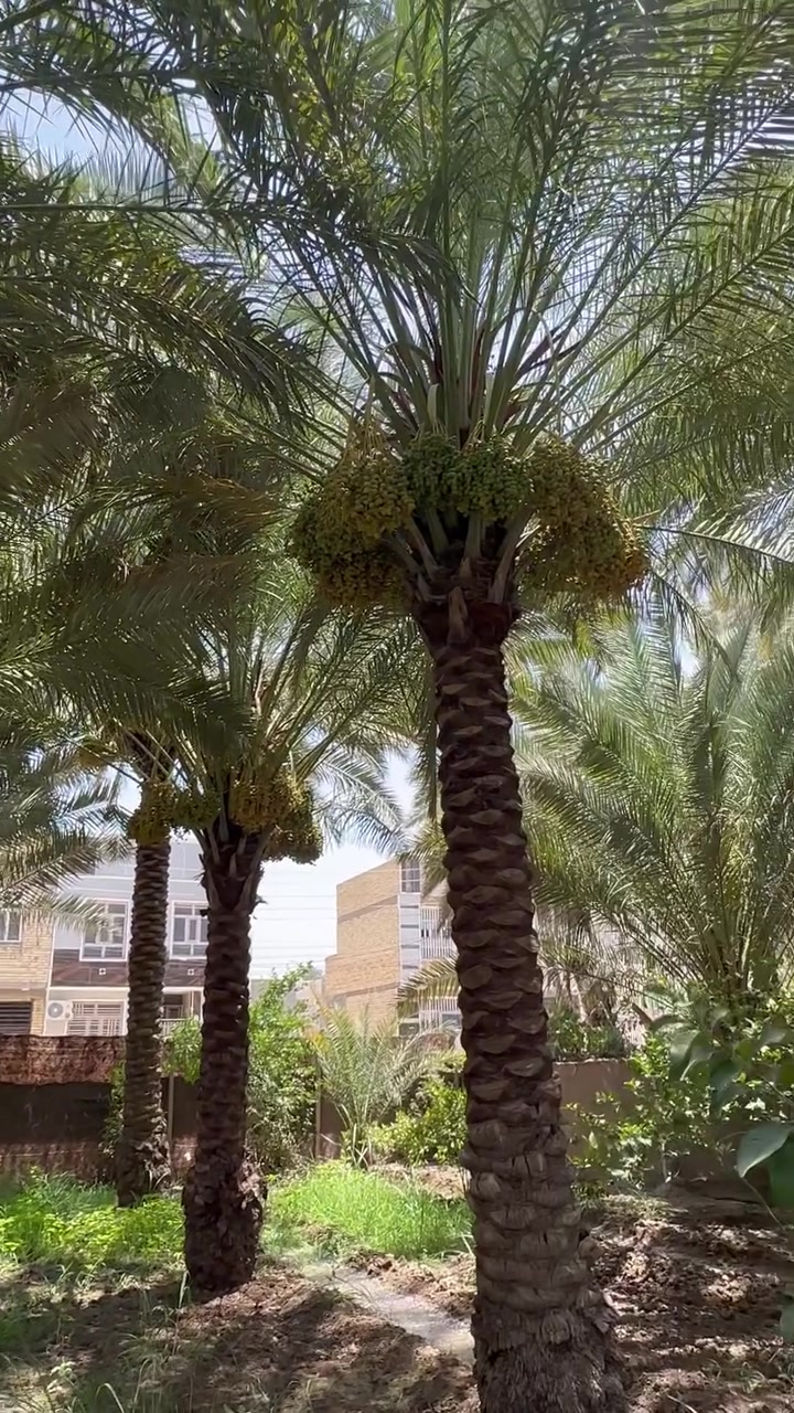 ارض للبيع موقع مميز وقريب لمركز المدينة 
المساحة 400 متر في كربلاء المقدسة 
شارع بغداد مدخل المدينة جهة الدخول خلف خباطة العتبة 
الواجهة 13 متر ونص والنزال 30 متر 
يوجد فيها أشجار ونخيل مع وجود كافة الخدمات 
طابو زراعي سند 25 إقرار محكمة 
السعر 230 مليون
للاستفسار ***********
