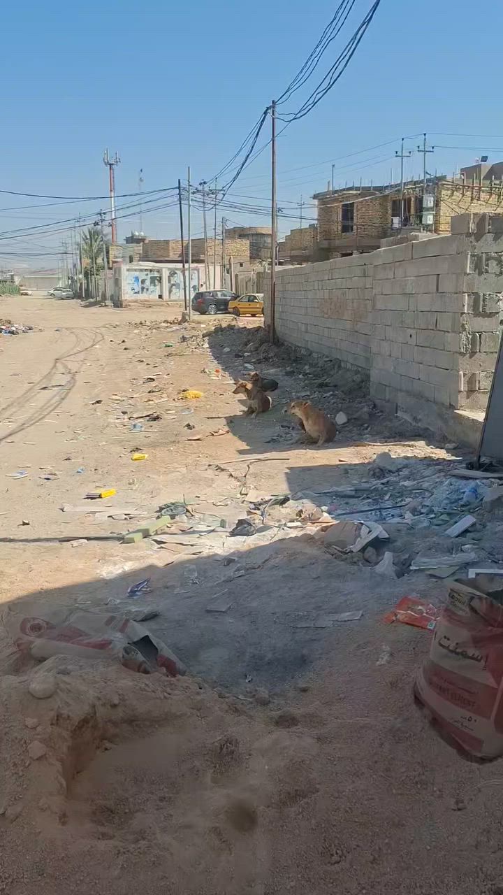للبيع بل تقيه ثالثه شارع الكرينات مسلح طابوك السعر ٦٠ وبي مجال الطيبين طابو زراعي سند ٢٥ ماي كهرباء خطين مولد مدارس اهليه وحكوميه عرض شارع ١٥ متر غرفه النوم ٦في٤ صاله ٦في ٤استقبال ٥فيى٤ صحيات داخليه وخارجيه عالي عن شارع الاساس مسلح البناء جديد ٢٠٢٦ شهر ٤ كمل شراي نتصل على الأرقام ***********\ ***********
