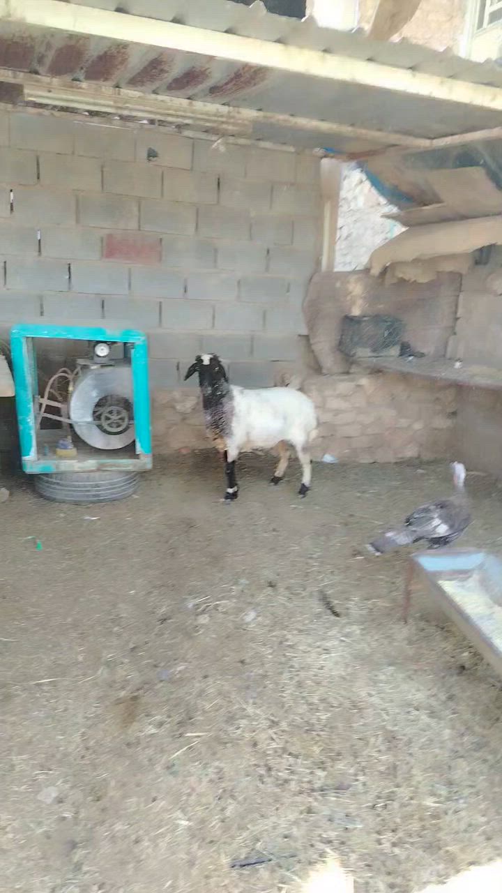 متاح ثنيه درعه اول بطن شرط نصاح ع كل عيب سعر ٤٥٠ وبيها مجال مظروبه فتيله وياها جباش معرف عنها شي مانطي بيها عشار مكانه بروانه رقم *********** خاص مفتوح
