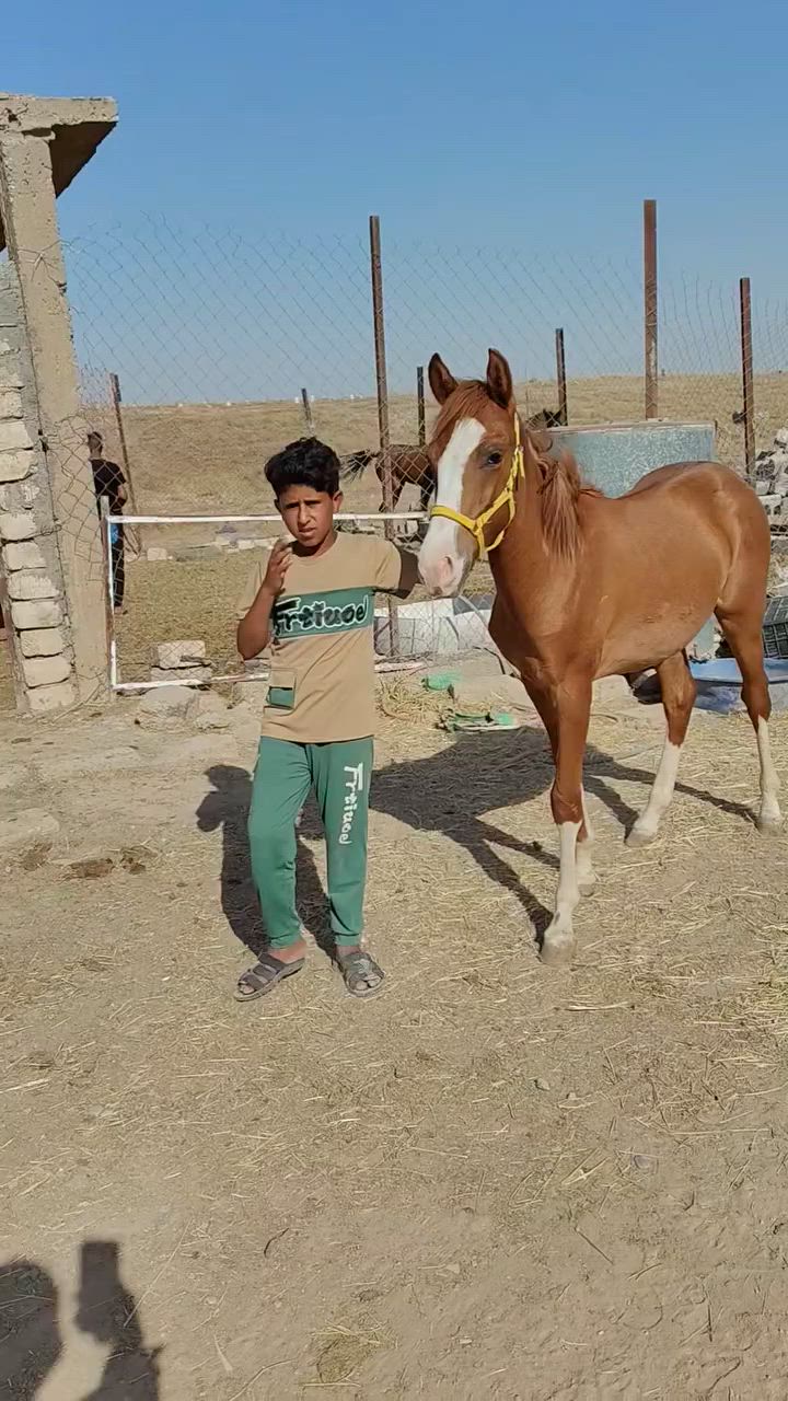 السلام عليكم فلو عمره 8 شهر خالي من كل عيب سعرو حيل مناسب 900الف وبي مجال حك جيه المكان الموصل ناحية حمام العليل معروف ام واب


**إذا كنت صاحب هذا الإعلان وتريد حذفه لأي سبب، رجاءا أرسل رسالة إلى الدعم الفني**