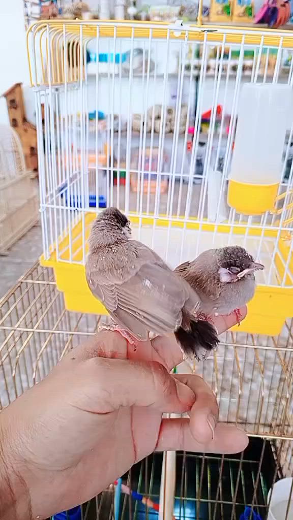 عرض خاص 🐦
زوج بلابل مع قفص هدية بس ب 45 الف دينار 
العنوان الكريعات قرب مدرسة شمس العراق .
***********
