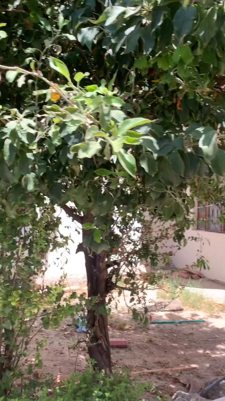 سلام عليكم بيت لايجار رشيديه قطاع٥ لاستفسار.   ***********
