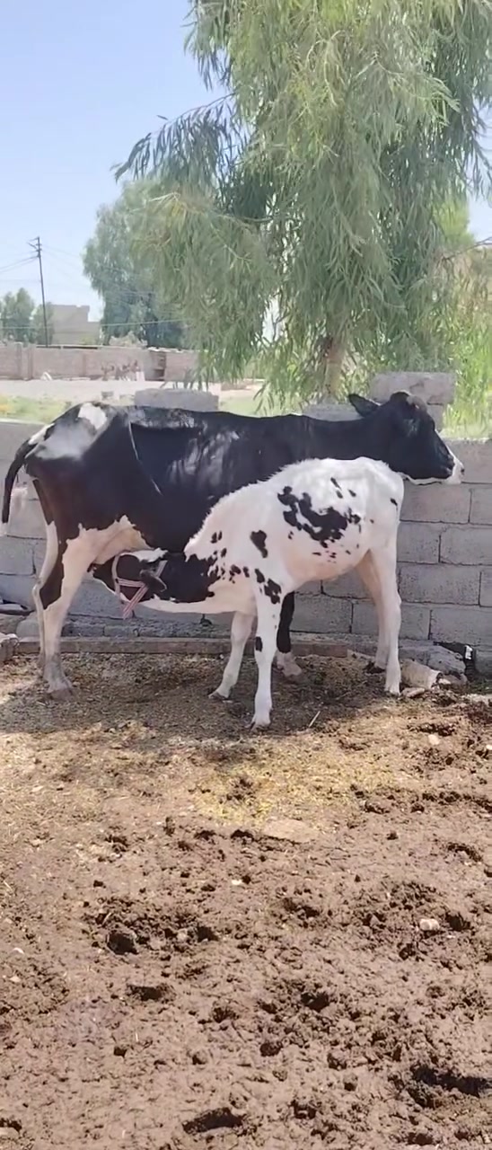 بكرات وباجيرالبيع شلع وراهن حوليات وبيهن عشار وشراي يتصل قريه النايفه ***********//***********
