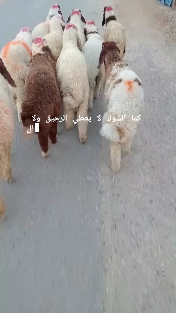 لبيع طليان فحله 10الراشدية  ***********
