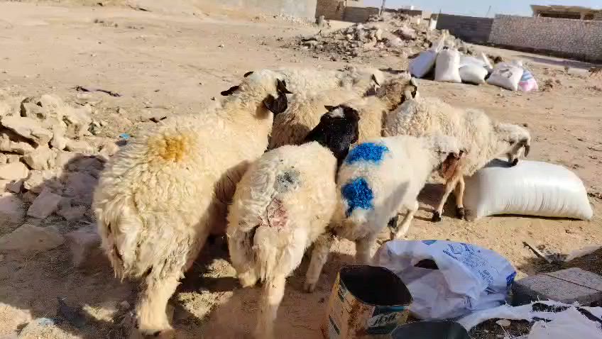 خرفان 6 ودجات 2 خشانه وسمن يرهمن ذبح ويرهمن جنيه ومعالفات شرط النصاح
المكان حديثه/ السعر 565
أي استفسار ع الرقم
***********
