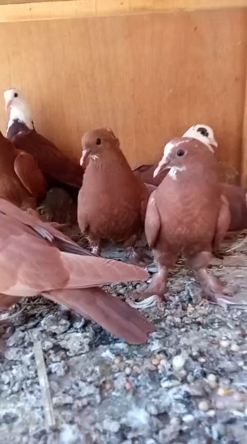من رخصه مدير الگروب


**إذا كنت صاحب هذا الإعلان وتريد حذفه لأي سبب، رجاءا أرسل رسالة إلى الدعم الفني**
