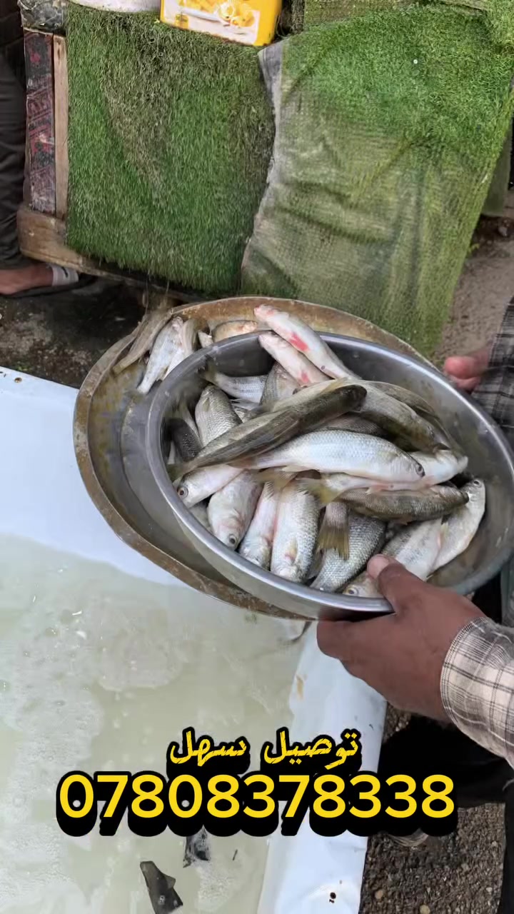 أوصل كلشي لباب البيت مسواك . اكل . علاج . أمانة . ألى اخر…🛵 الواتساب ***********

