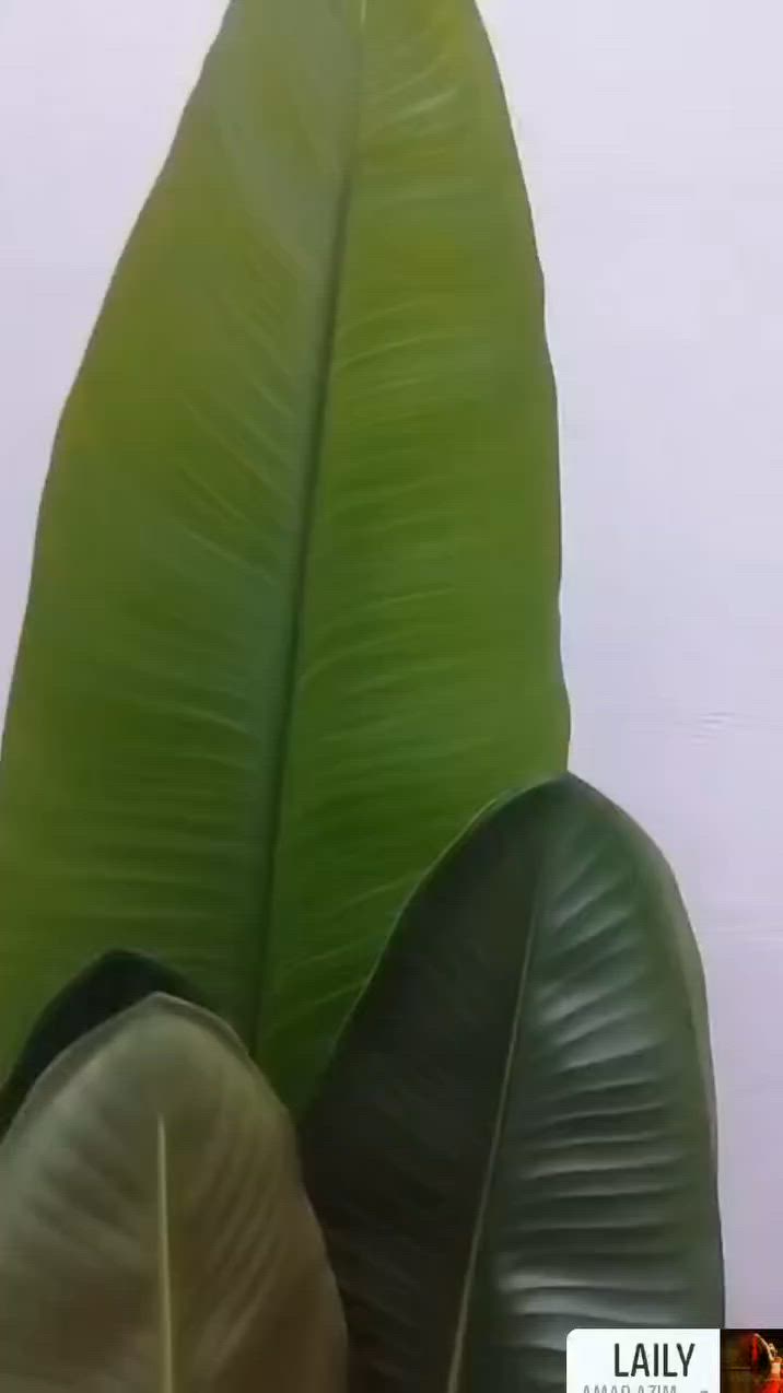 شجرة موز صناعية بأوراق خضراء كبيرة وزاهية تحاكي الطبيعة. سعر 45الف
طول 220


**إذا كنت صاحب هذا الإعلان وتريد حذفه لأي سبب، رجاءا أرسل رسالة إلى الدعم الفني**