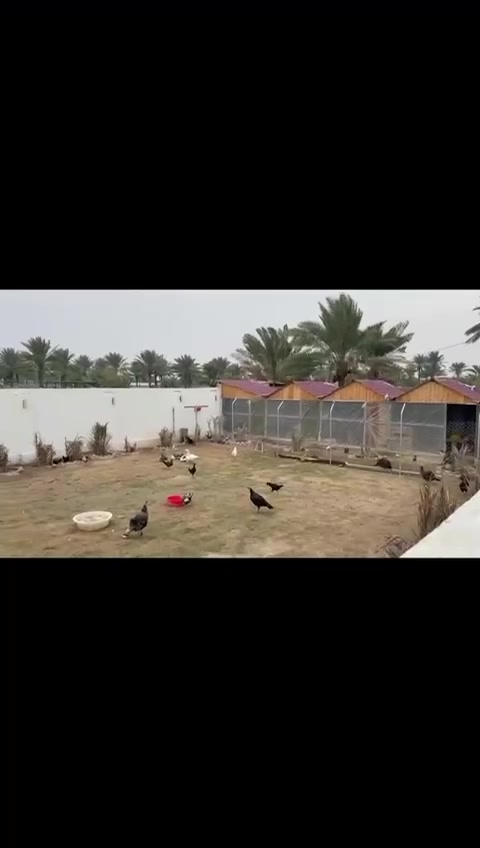 للحجز. ع مزارع البوعيثه اتصال. برقم ***********
