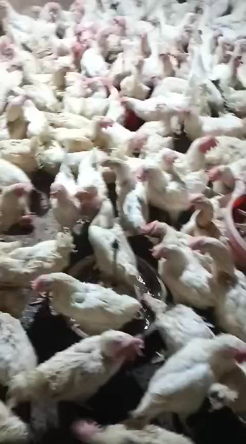 متاح دجاج بياض الابيض كل 4ب 10 مكان تاجي منشأة نصر


**إذا كنت صاحب هذا الإعلان وتريد حذفه لأي سبب، رجاءا أرسل رسالة إلى الدعم الفني**