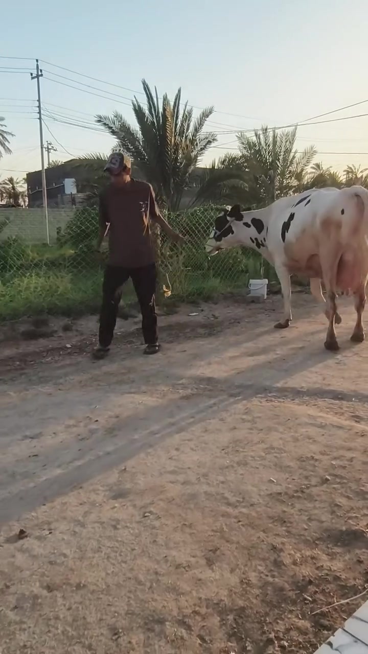 سلام عليكم ورحمة دابه زراعيه فول مواصفات دابه خشنة مشروطه على كول عيب وراه حوله فرنسيه حليب خير من الله خشانه  كلش ***********
