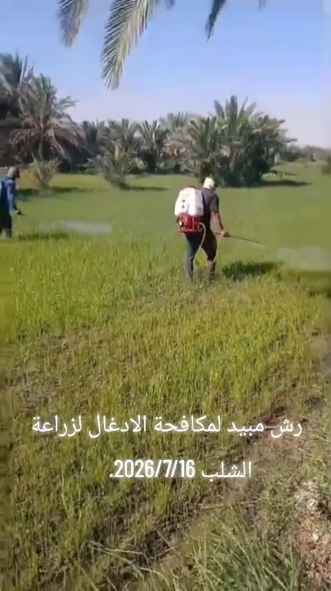 بسم الله الرحمن الرحيم..... الله يبسط الرزق لمن يشاء من عباده ويقدر له ان الله بكل شيء عليم.... صدق الله العلي العظيم
مستعدون لرش مبيد لمكافحه  الادغال لزراعه  الشلب
وباسعار مناسبه المرشه ١٥٠٠
للحجز 
***********
