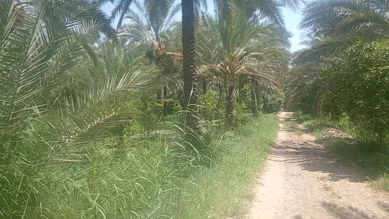 يالله
16 دونم للبيع بستان عينك وماتشوف حمضيات ونخيل منوع
صويره جوز شرقي
سند 25 تحويل ثاني يوم
بيه بيت خدماته كامله
مي سكي ومي رساله وكهرباء
وجه سده
البستان احله من صور
للاستفسار الاتصال على الرقم ***********
