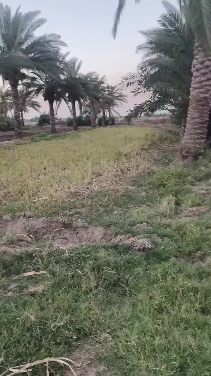سلام عليكم ارض لبيع مساحه 15دونم متوفر ماء💦وكهرباء تبعد عن الشارع العام 1كيلو م الموقع بابل لحمزه الغربي منطقه الخميسيه مقابيل لامام لابرك تواصل ***********  لاطلاع على لارض مشاهده الفيديو معه العلم لارض تحتوي على 70 نخلة
