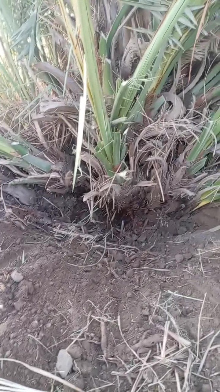 السلام عليكم ورحمة الله وبركاته
يتوفر فسائل شويثي اصفر ب٦ مع القلع أحجام وسط
ويتوفر فسائل شكر وخضراوي وزهدي وديري ب٤ مع القلع
ويتوفر فسائل بلكات مجذر وقلع
المكان قريب الرميثه
اليريد يجي خاص اويتصل ***********
ويتوفر توصيل لكافه محافظات العراق
ونتعهد بالصنف لحين الاثمار
ويتوفر وصل ضمان بالصنف تضمن بيه حقك
