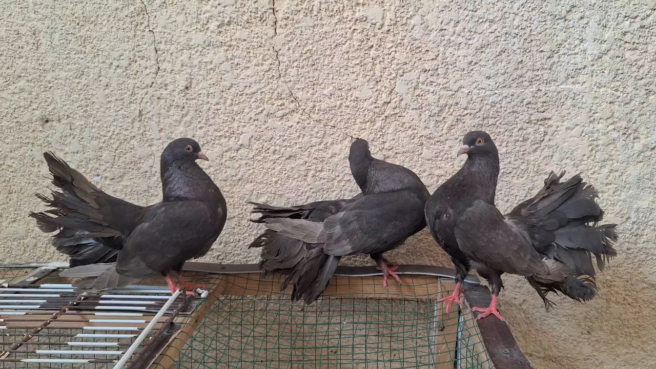 3طواير هنادي للبيع التك ب 30 كلهن 
تكريت القادسية 
***********
