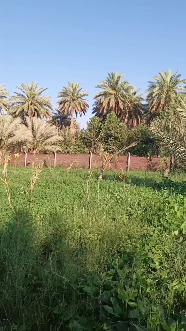 السلام عليكم المساحه نص دونم سند 25 تحويل باسم المشتري شارع بغداد منطقه الامام عون يبعد عن الشارع كيلو تبليط عن التبليط 150 متر السعر 130 مليون وقابل للتفاوض الاستفسار اكثر الاتصال***********
