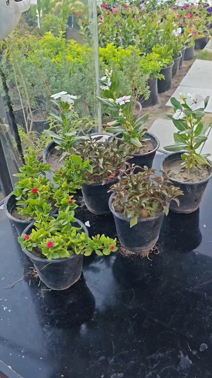 🌿🔥 عرض النباتات الخارجية المميز 🔥🌿

7 نباتات خارجية تتحمل حرارة الصيف العراقي بسعر 5,000 دينار فقط 🌞

يشمل العرض:
🌺 تراجي العروس او قطر الندى
🍀انتران
🌸عين البزون

نباتات قوية، جميلة، ومناسبة للحدائق والأحواش والشرفات الخارجية، وتضيف لمسة من الجمال والألوان طوال الموسم.

🚚 يتوفر توصيل إلى جميع محافظات العراق

📞 للحجز والاستفسار:
***********

⏳ الكمية محدودة… سارعوا بالحجز قبل نفاد العرض!
#مشتل_سما_الربيع #نباتات_خارجية #عرض_خاص #حدائق #تنسيق_حدائق
